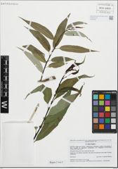 Foto von Salix fragilis L.